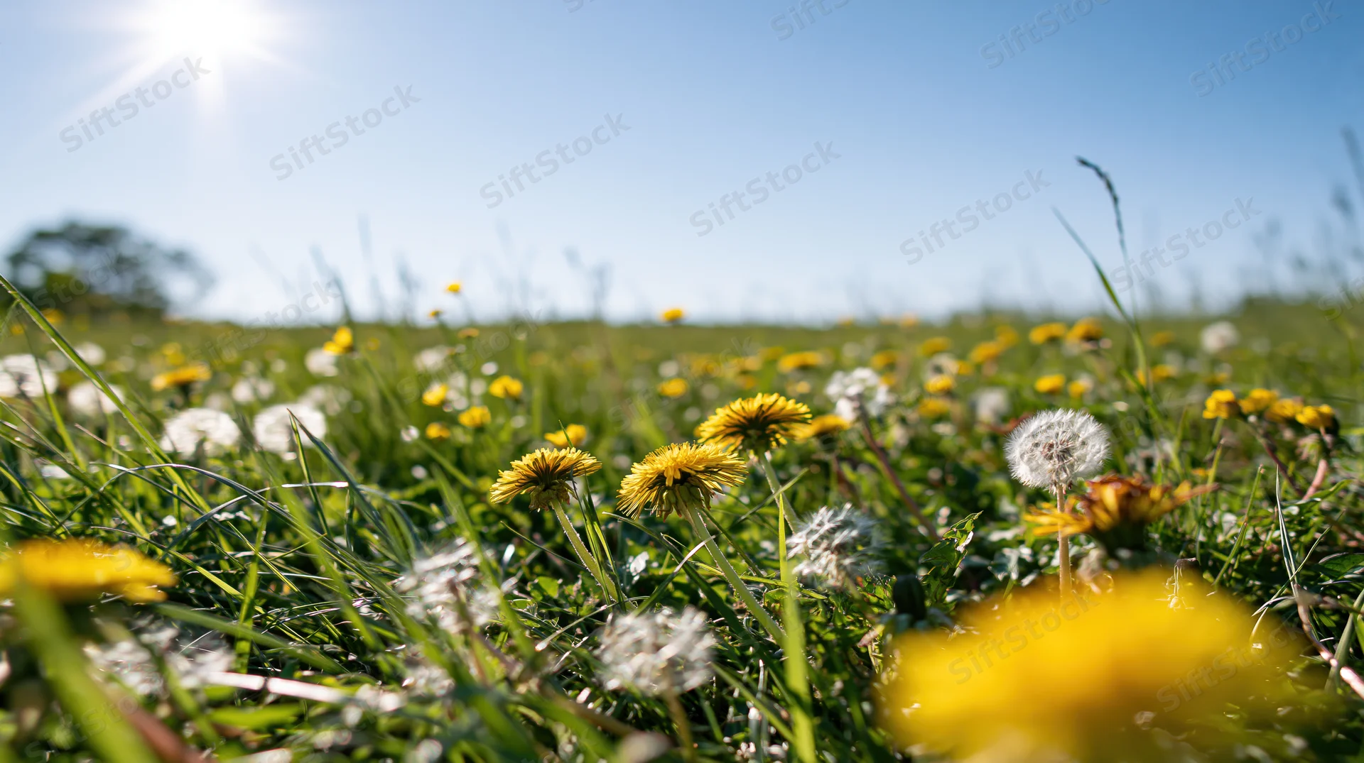 Dandelions in yellow bloom and white seedheads growing in a sunlit green meadow