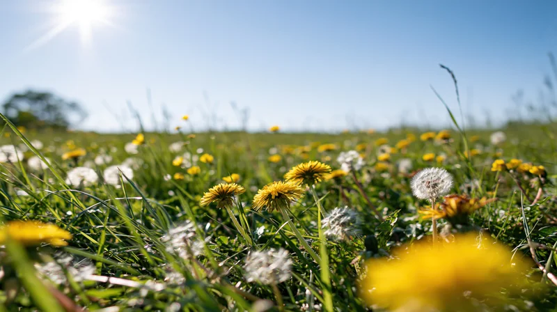 Dandelions in yellow bloom and white seedheads growing in a sunlit green meadow