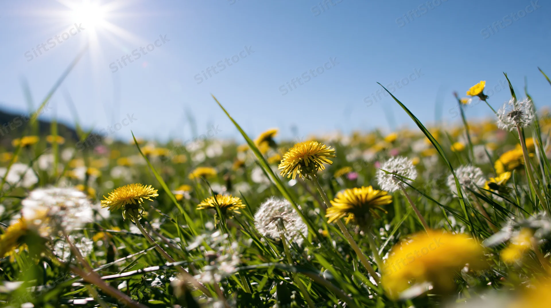 Dandelions in yellow bloom and white seed heads growing in a sunlit meadow with green grass under a clear blue sky