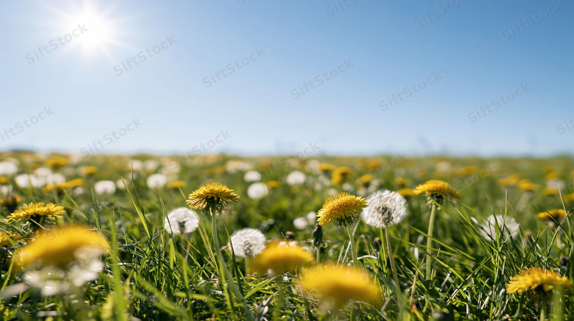 Dandelions in yellow bloom and white seedheads growing in a sunlit green meadow under a clear blue sky