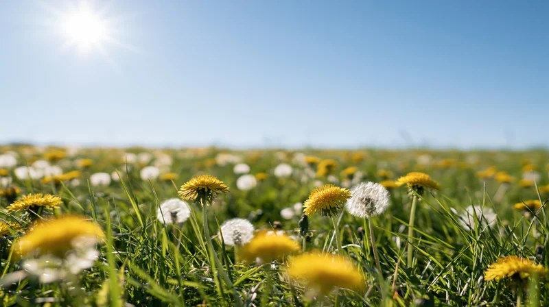 Dandelions in yellow bloom and white seedheads growing in a sunlit green meadow under a clear blue sky
