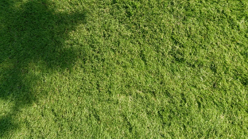 Overhead view of a closely mowed green lawn with dappled sunlight and shadows