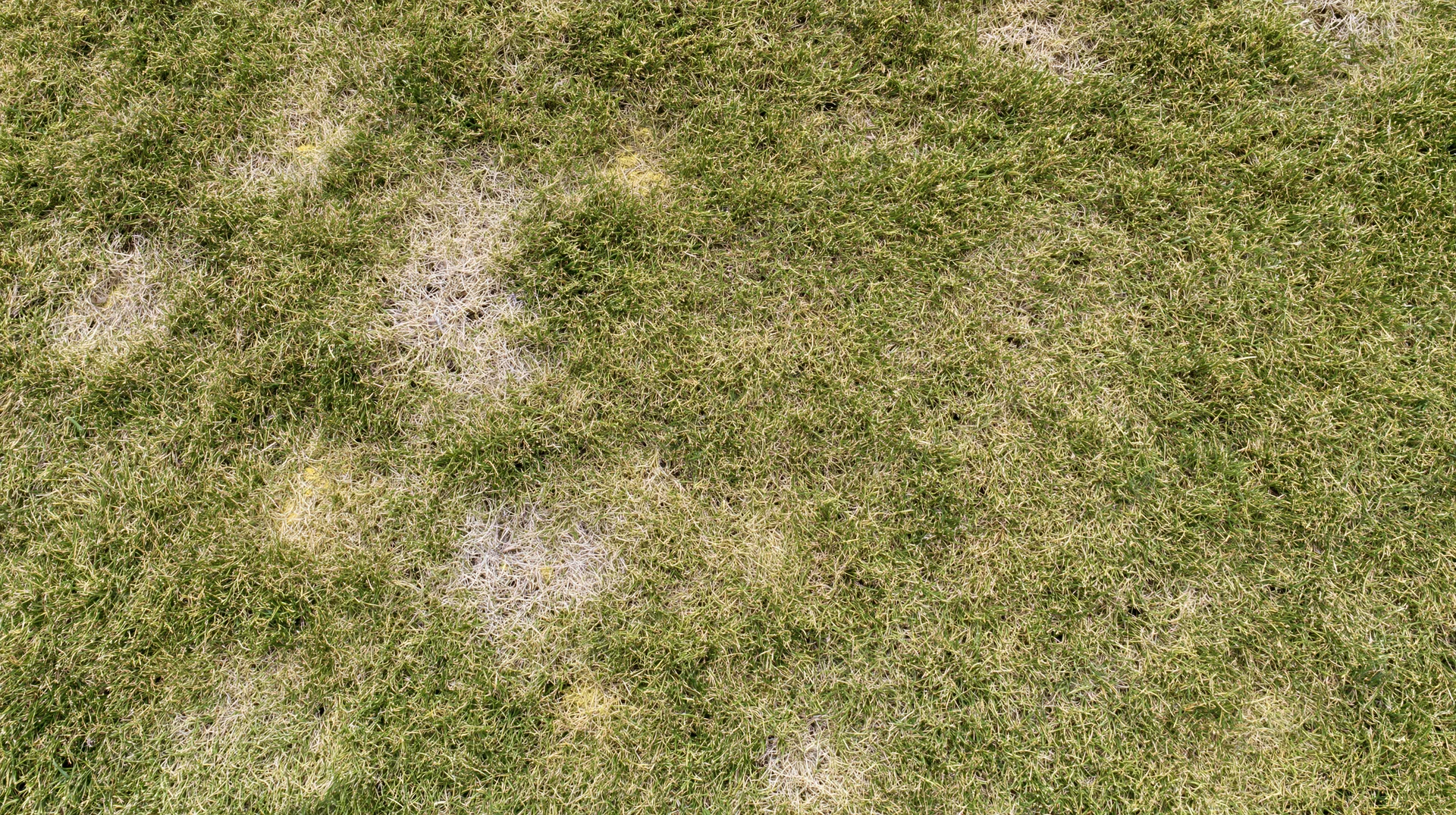 Overhead view of a mowed lawn with uneven green and brown patches