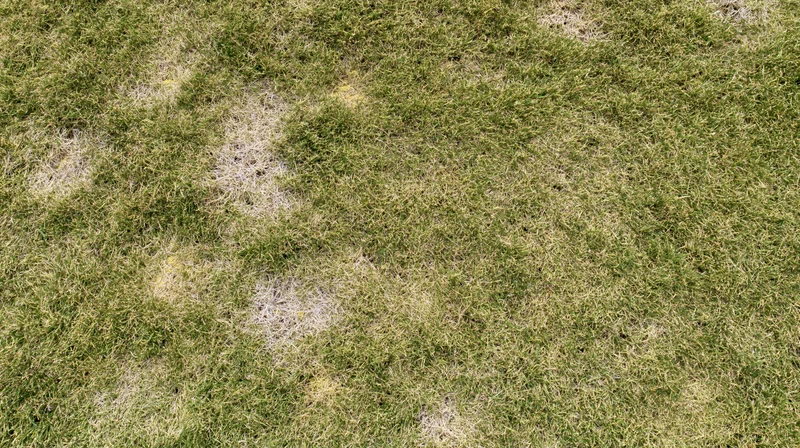 Overhead view of a mowed lawn with uneven green and brown patches