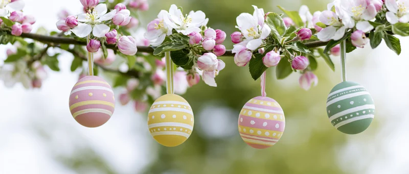 Painted easter eggs hanging from a blossoming apple tree branch in spring