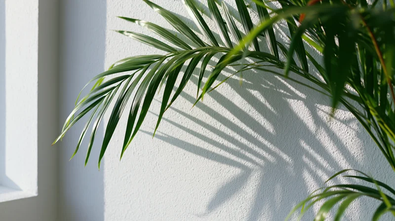 Palm fronds casting shadows on a white textured wall in sunlight