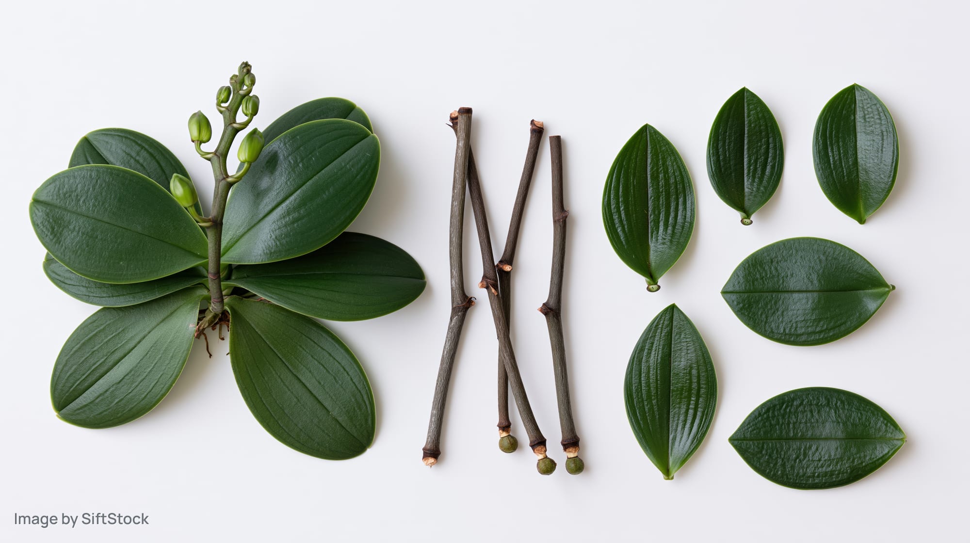 Phalaenopsis orchid plant parts arranged as botanical specimen on white background