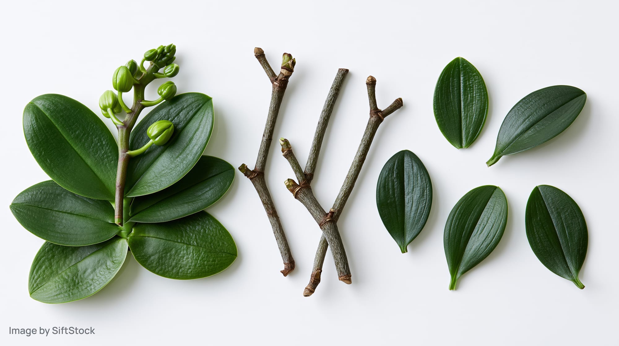 Phalaenopsis orchid plant parts arranged in a flat lay on white background