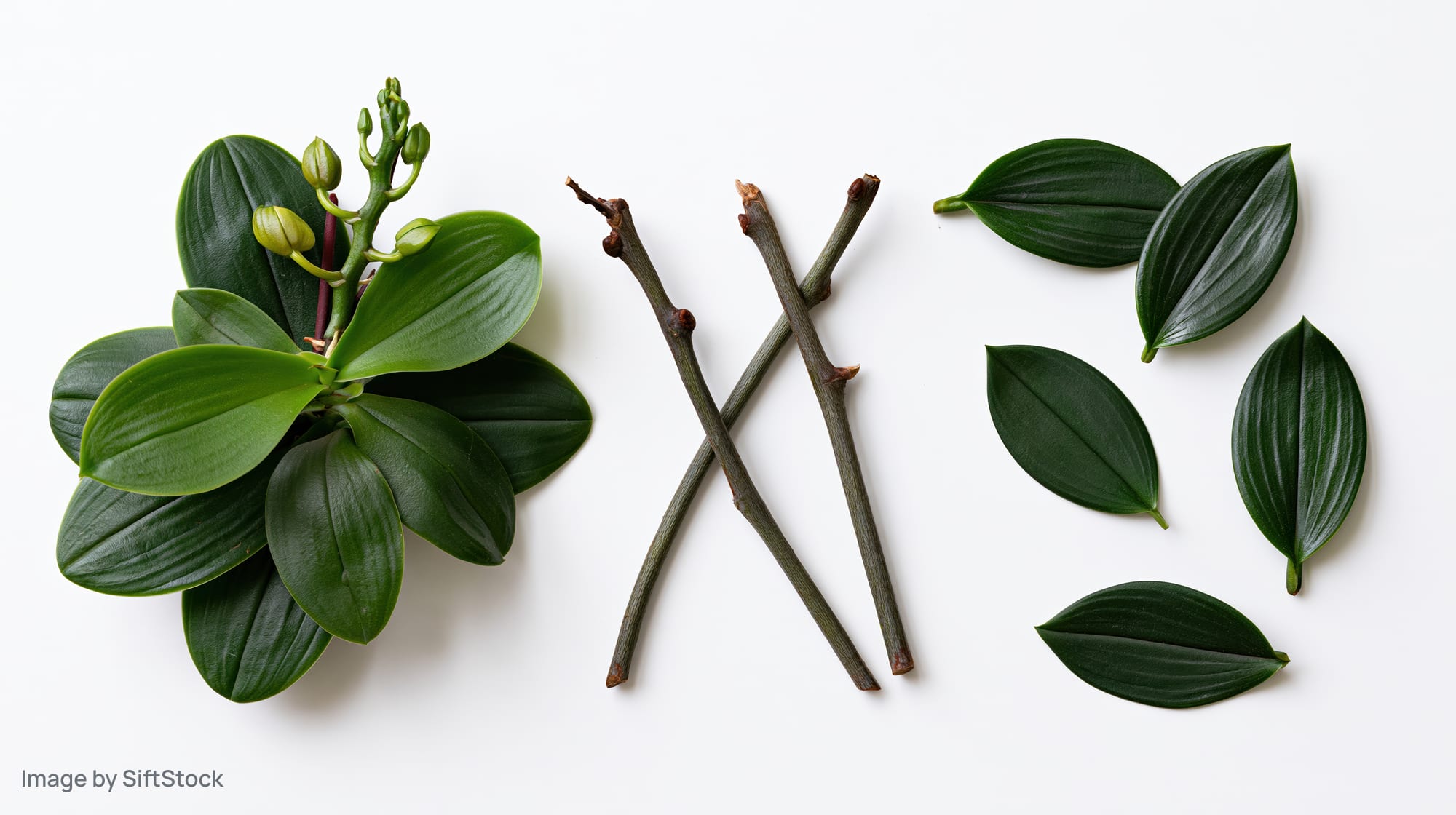 Phalaenopsis orchid plant parts arranged in a flat lay on white background