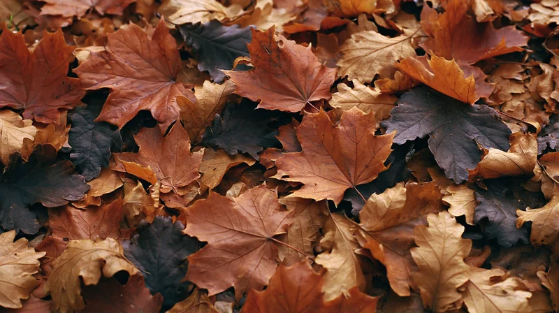 Fallen autumn leaves covering the ground in a dense layer