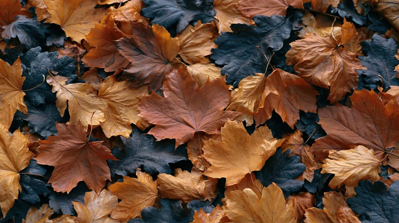 Pile of dried autumn maple leaves covering the ground in a dense layer