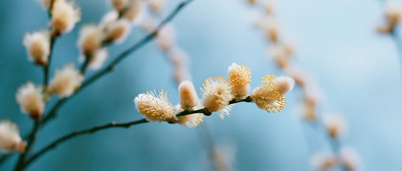 Pussywillow branches with fuzzy catkins blooming in early spring against a soft blue background