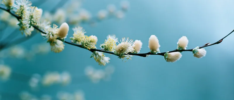 Pussywillow branch with soft fuzzy catkins in early spring against a blue background