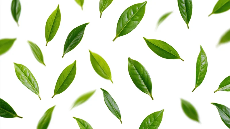 Green tea leaves floating and spinning in midair against white background