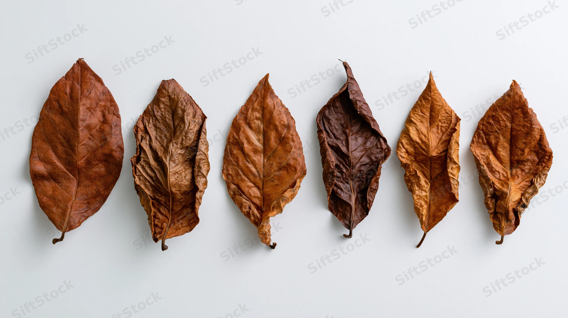 Dried autumn leaves arranged in a row on a white surface