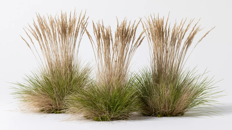 Three clumping ornamental grass tufts with tall wispy seedheads on white background