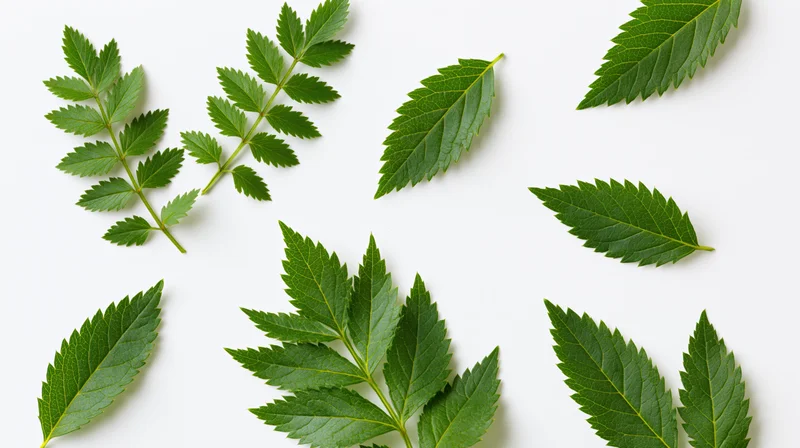 Green serrated leaves arranged flat on white background