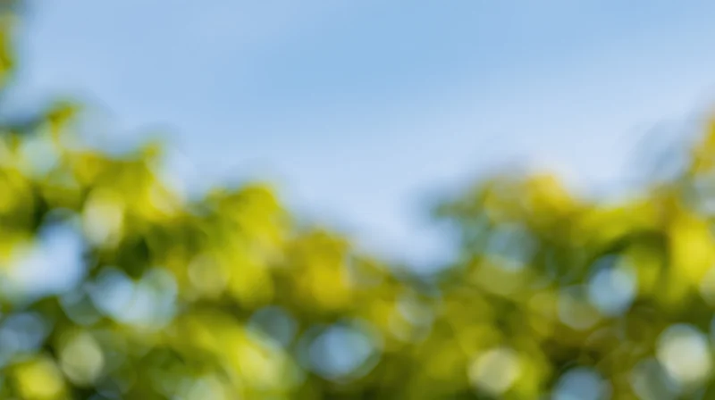 Blurred green foliage against blue sky with bokeh effect