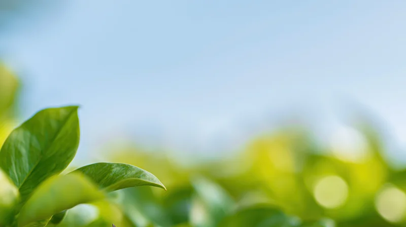 Closeup of green leaves against a blurred blue sky background