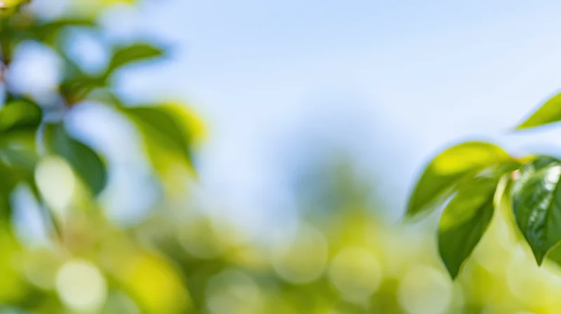 Blurred green leaves against a blue sky with soft bokeh light in a garden setting