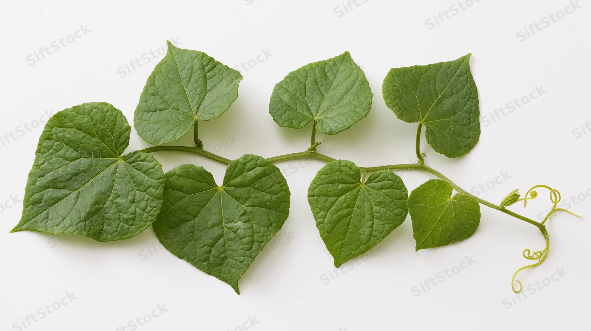 Cucumber vine with seven leaves and tendrils laid flat on white surface