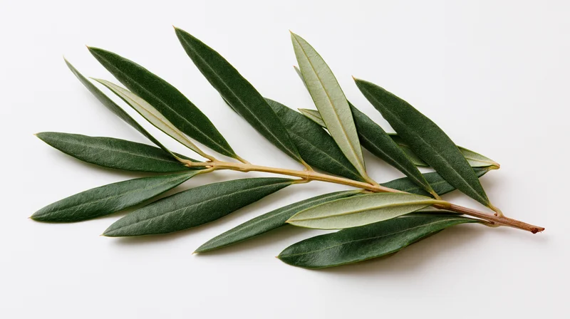 Olive branch with narrow green leaves arranged on white background