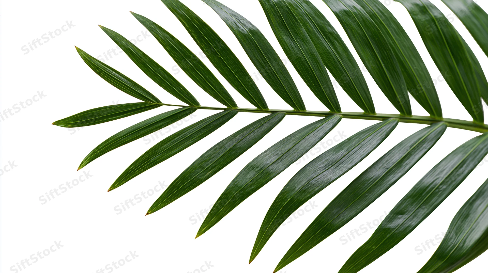 Tropical palm frond arching diagonally across white background