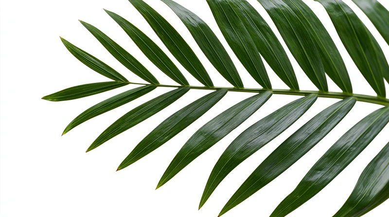 Tropical palm frond arching diagonally across white background