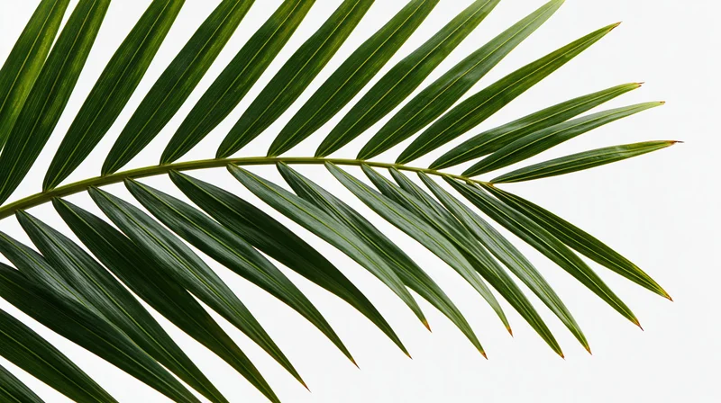 Single tropical palm frond arching diagonally across white background