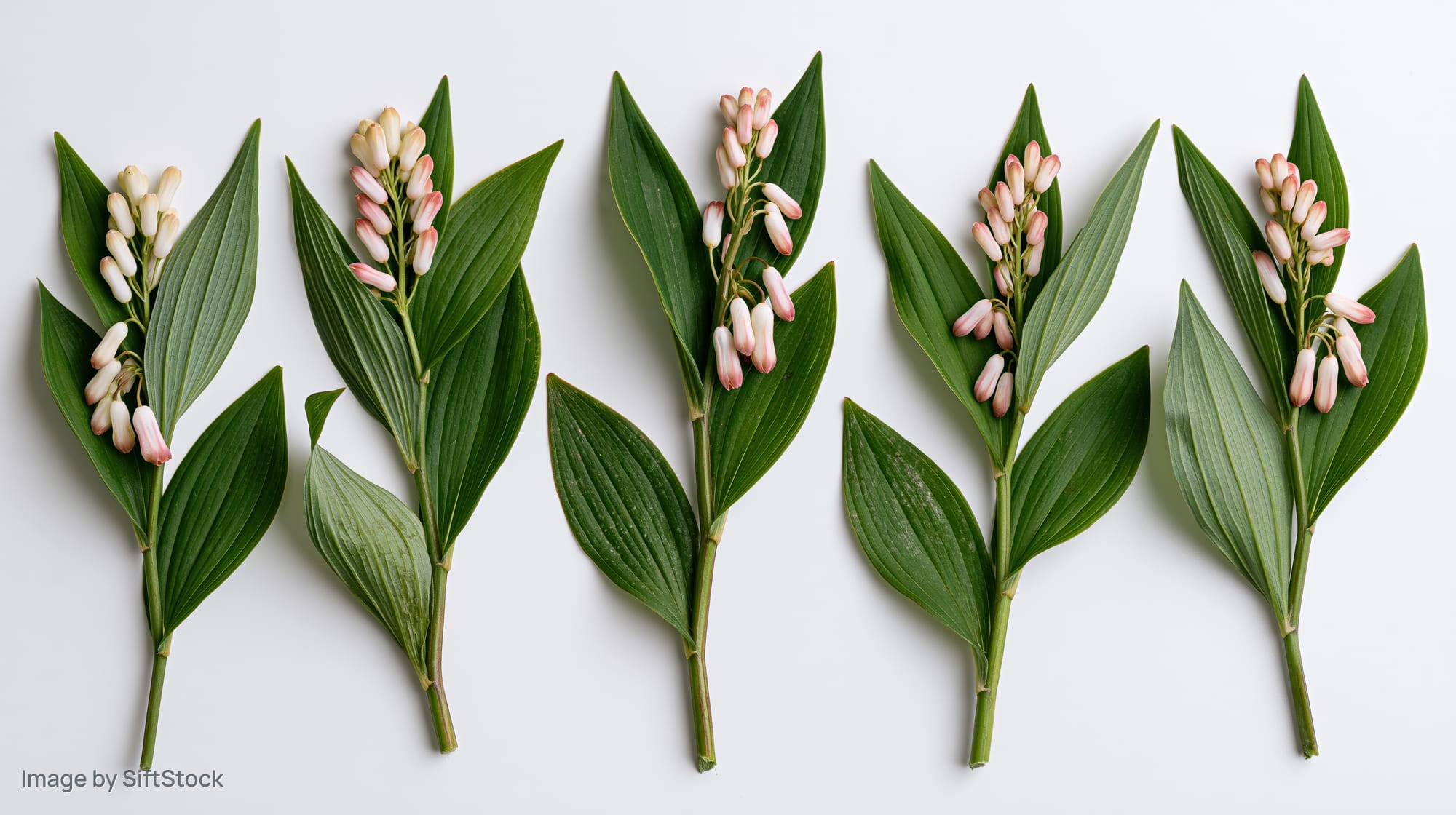 Five solomonseal plant specimens arranged in a row on a white background