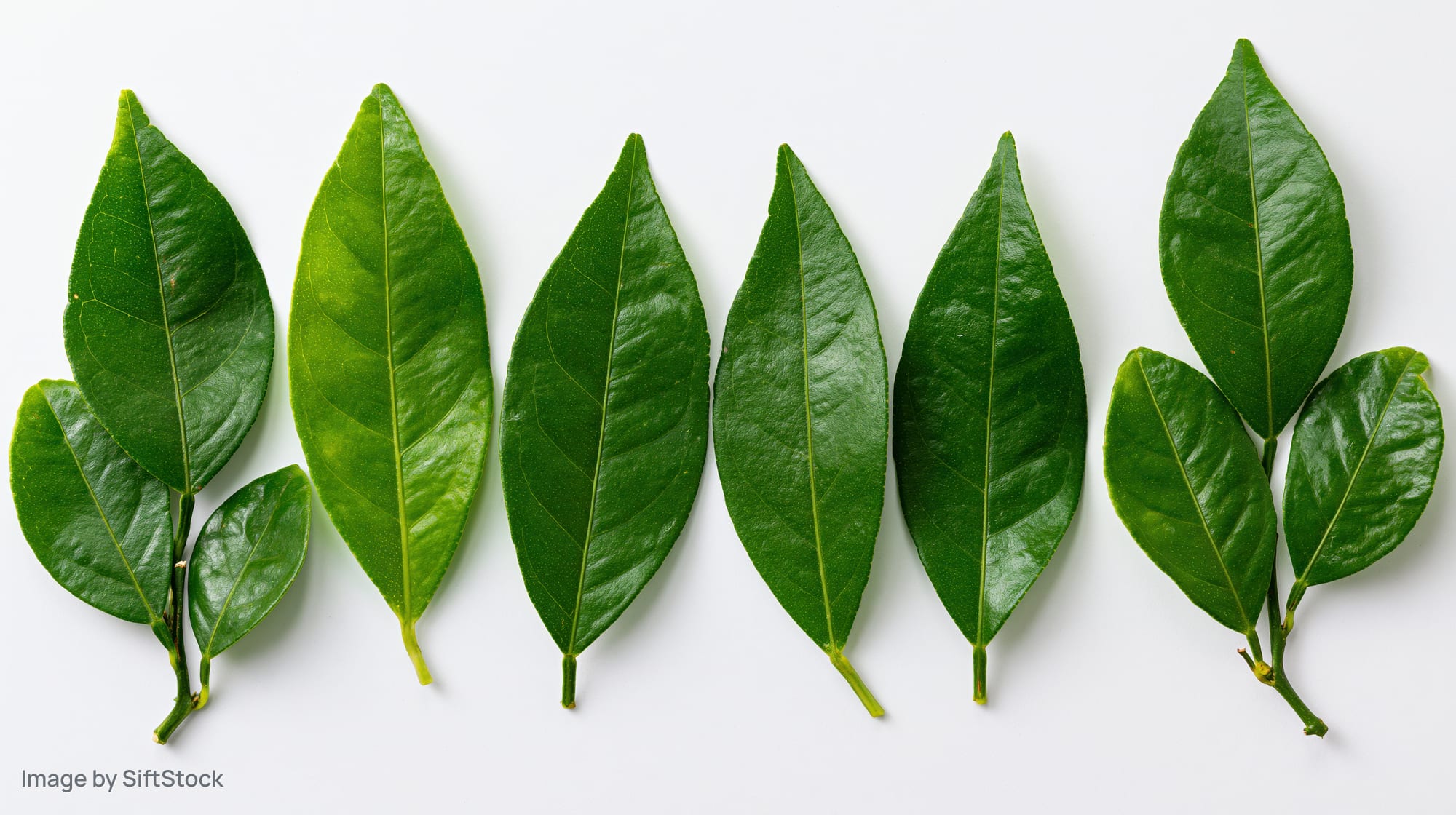 Six fresh citrus leaves arranged in a flat lay on a white background