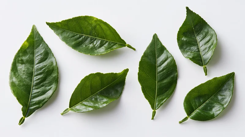 Six fresh citrus leaves arranged in a flat lay on a white background