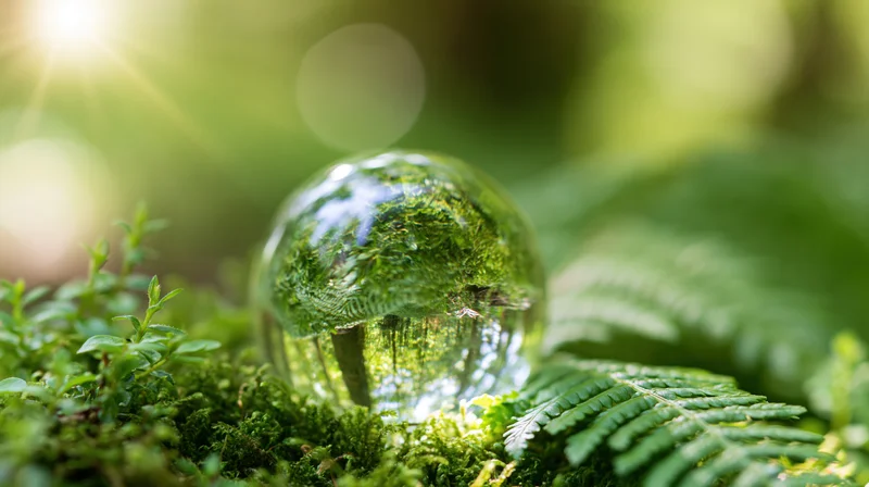 Clear glass globe resting on moss and ferns in a sunlit forest setting
