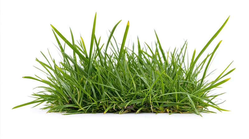 Small clump of fresh green grass isolated on white background