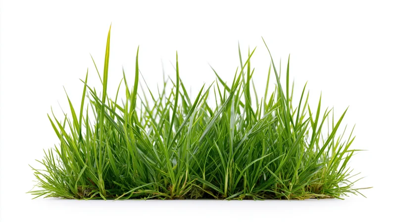Clump of fresh green grass isolated on white background