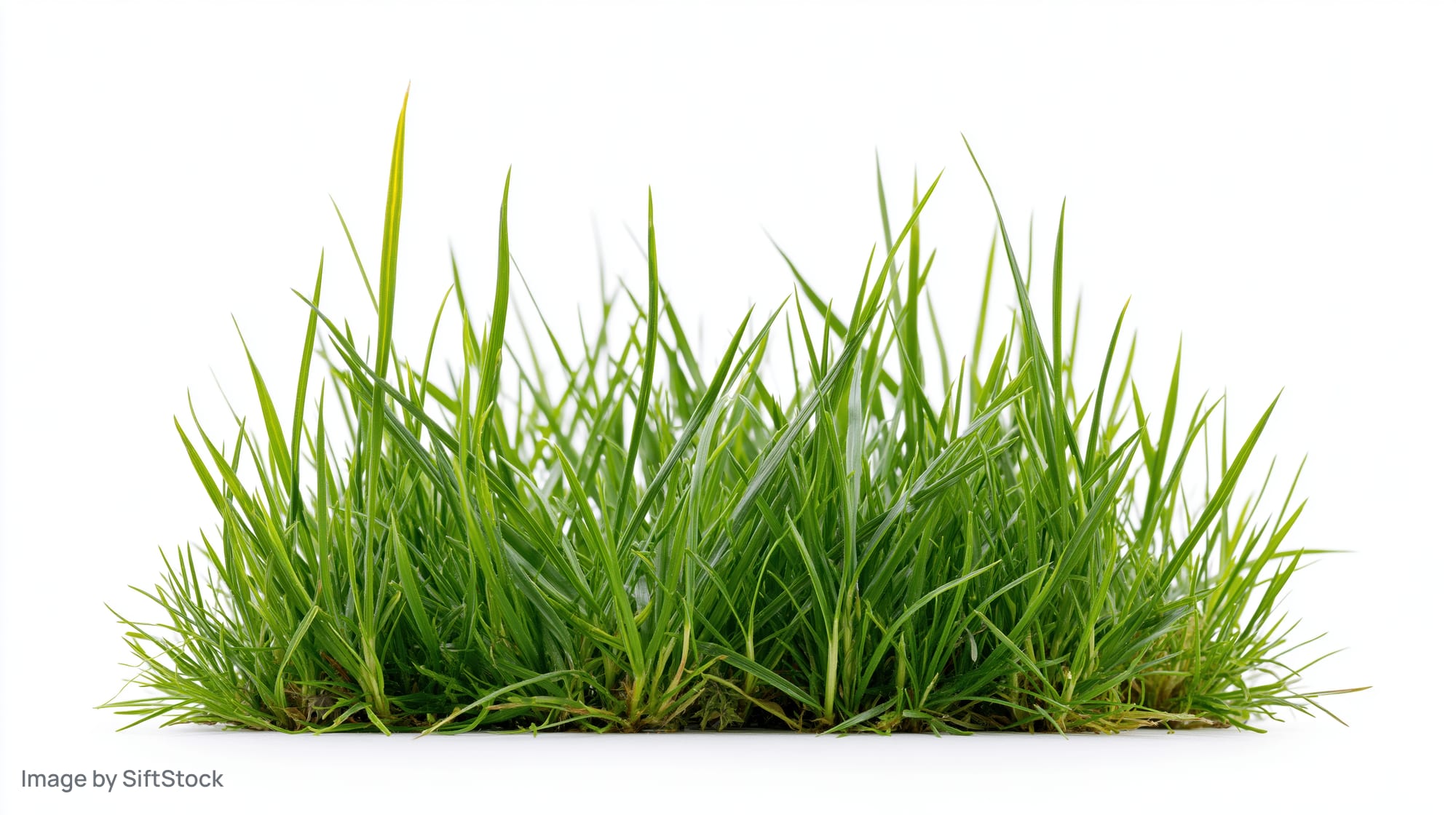 Clump of fresh green grass isolated on white background