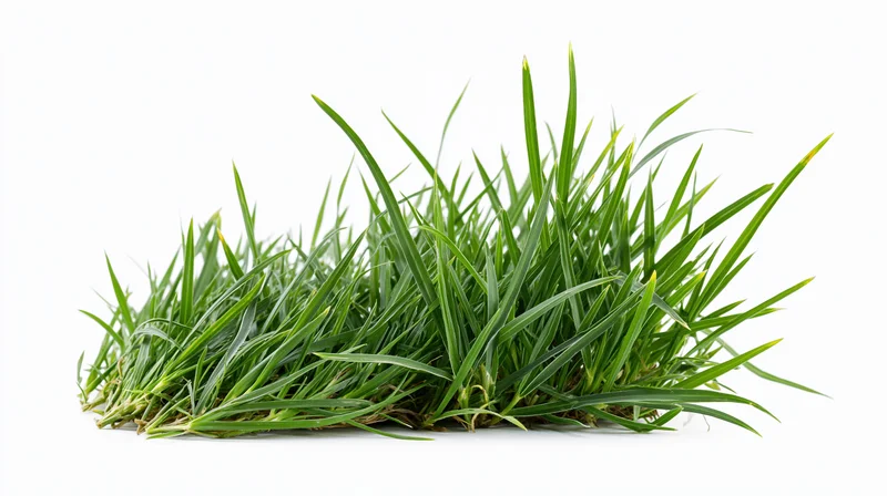 Clump of fresh green grass isolated on white background