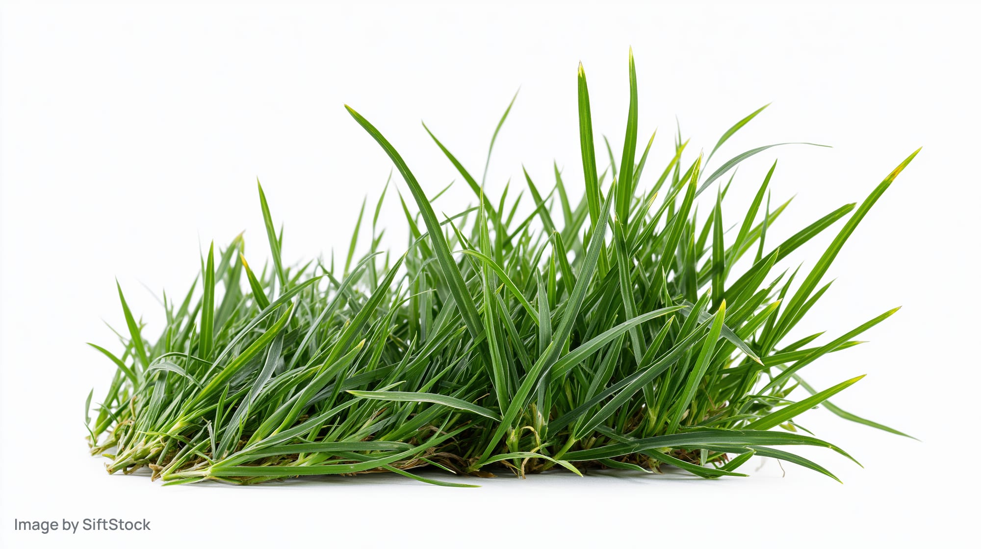 Clump of fresh green grass isolated on white background