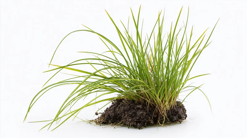 Small clump of wild grass with visible roots and dark soil isolated on white background