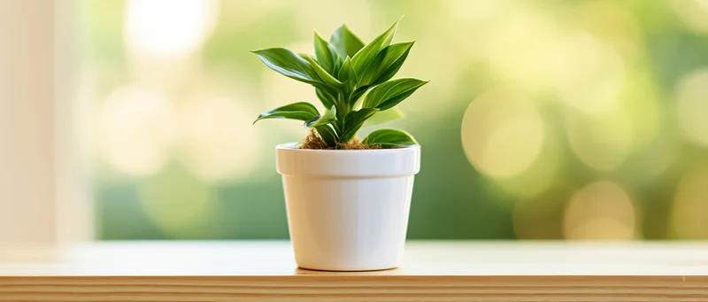 Small green houseplant in white ceramic pot on wooden windowsill near window with blurred greenery background