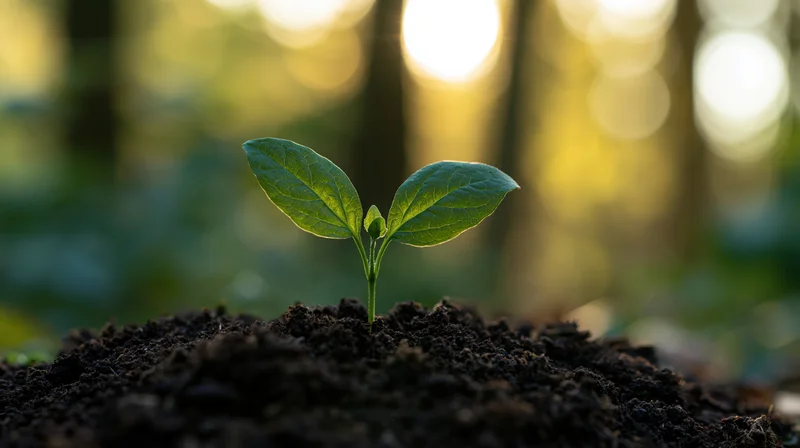 Small green seedling emerging from soil in a sunlit forest setting