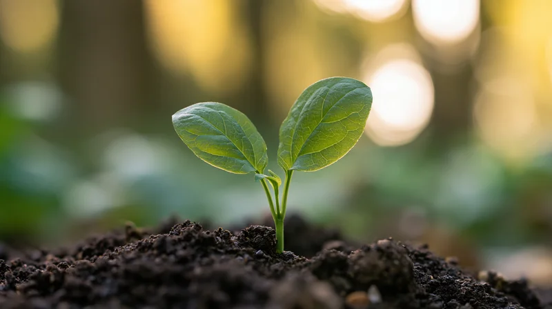 Small green seedling with two broad leaves emerging from dark soil in a forest setting