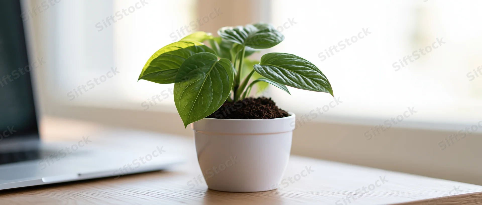 Small green tropical houseplant in white ceramic pot on wooden desk beside laptop near window
