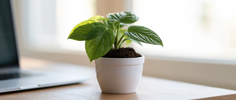 Small green tropical houseplant in white ceramic pot on wooden desk beside laptop near window