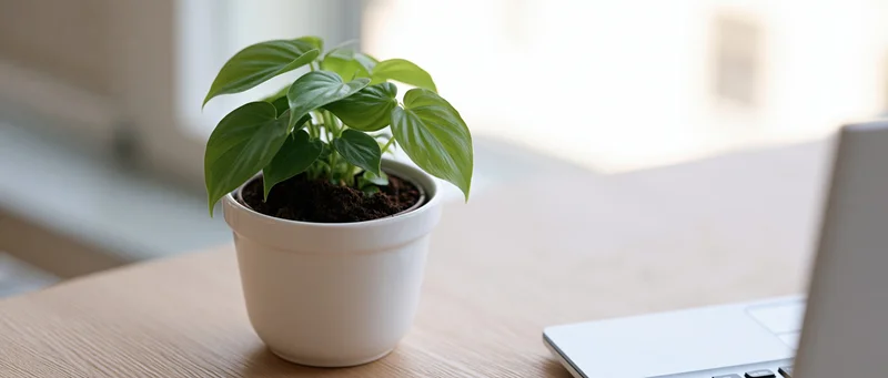 Small green tropical houseplant in white ceramic pot on wooden desk beside laptop