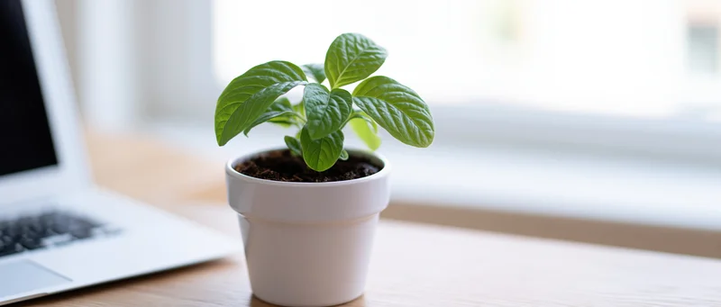 Small green tropical plant in white ceramic pot on wooden desk beside laptop near window