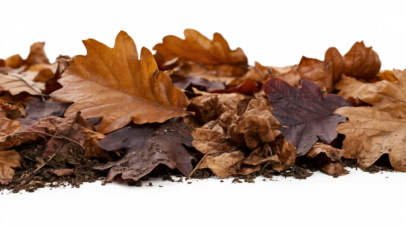Dry autumn leaves scattered low on white background with soil and debris