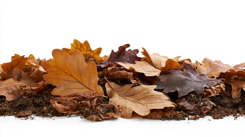 Dry autumn leaves scattered on soil against white background