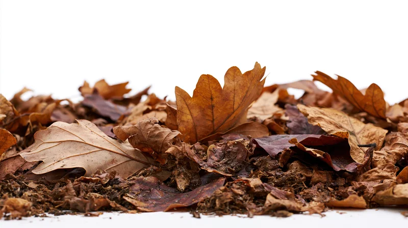 Dry fallen autumn leaves scattered in a low pile on white background