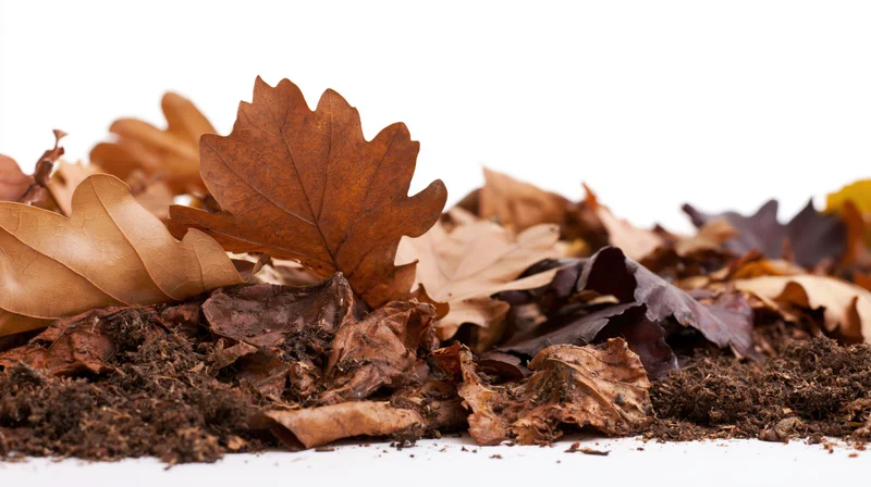 Dry autumn leaves scattered on soil against white background